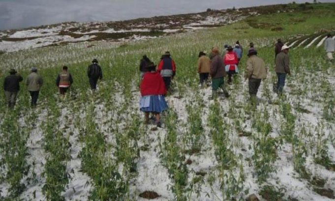 Como Afectan Las Heladas En Los Cultivos Agrícolas Unah Aldia