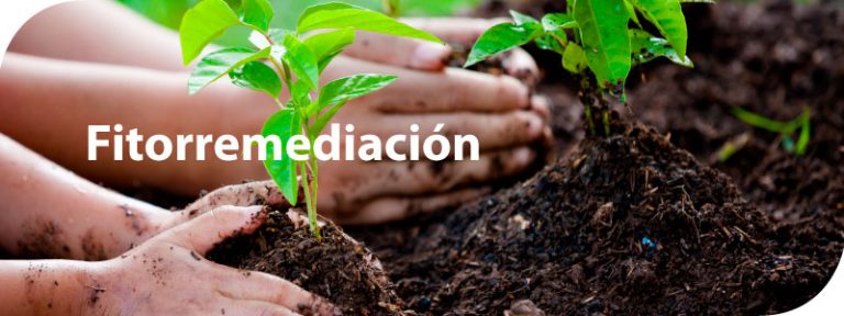 Fitorremediación Para Descontaminación De Suelos Por Metales Pesados ...