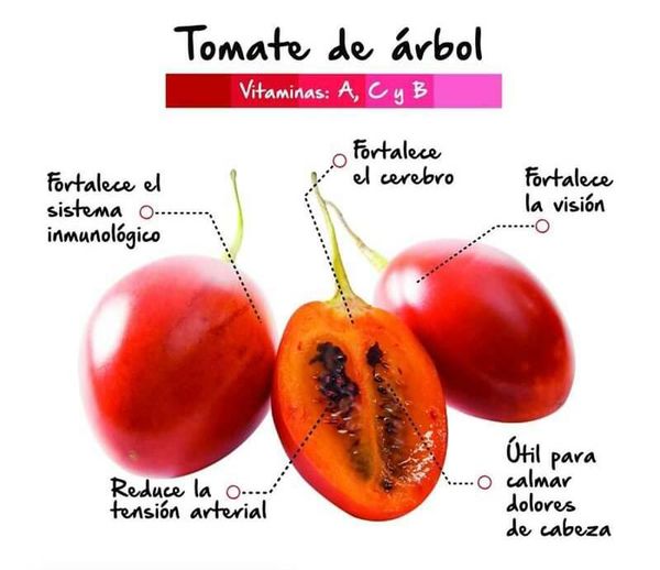 Tomate De árbol Bueno Para La Salud Unah Aldia 2377