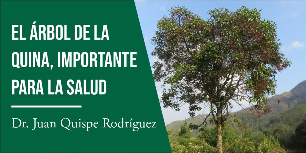 El árbol De La Quina Importante Para La Salud Unah Aldia 4290