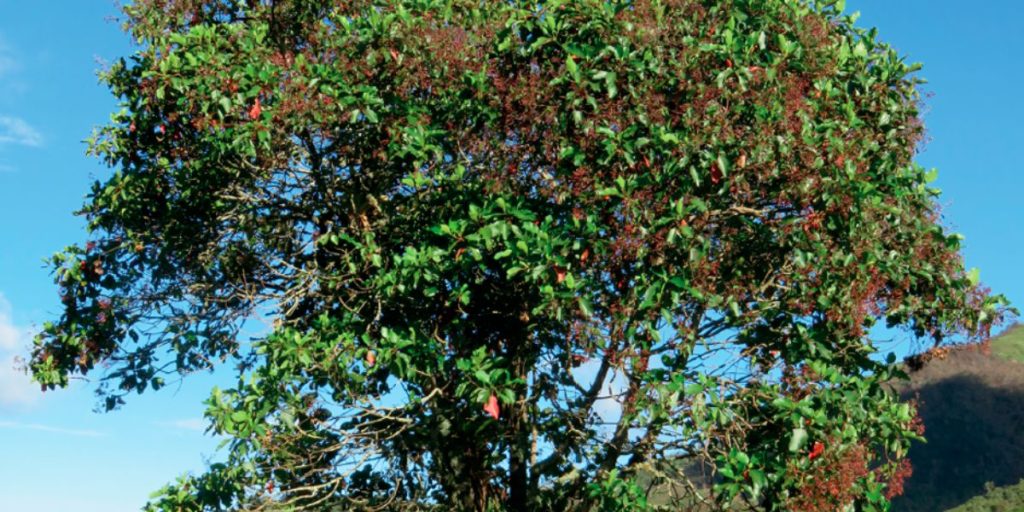 El Árbol de la quina es medicinal - UNAH ALDIA