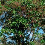 El Árbol de la quina es medicinal